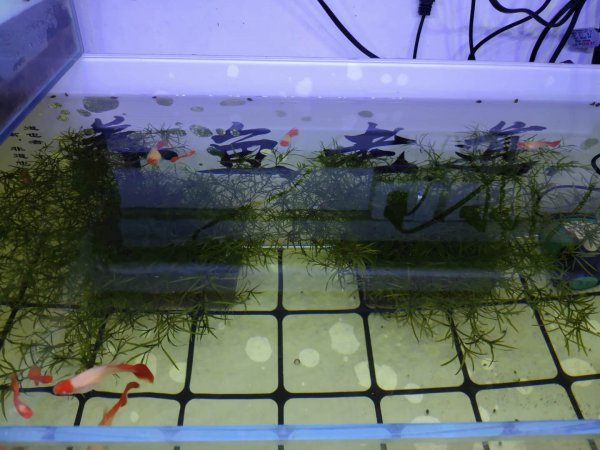 鱼缸水很清但是有泡沫怎么回事