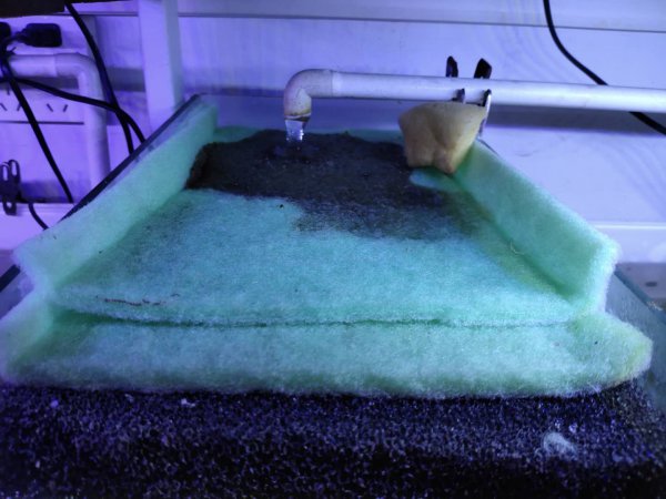 鱼缸水很清但是有泡沫怎么回事