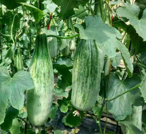 羊角蜜几月份种植最好