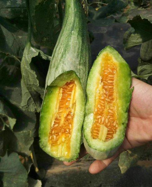 羊角蜜几月份种植最好