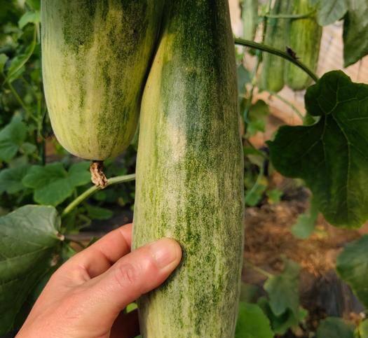 羊角蜜几月份种植最好