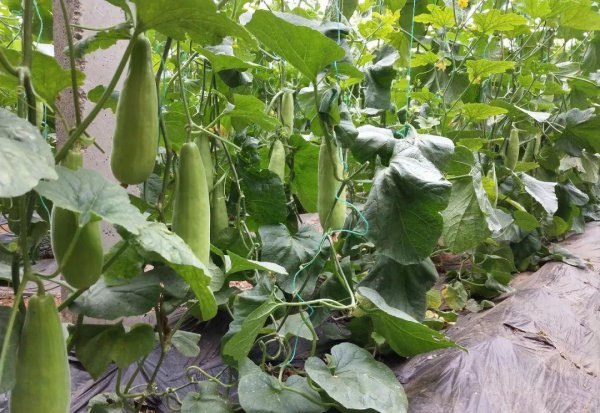 羊角蜜几月份种植最好