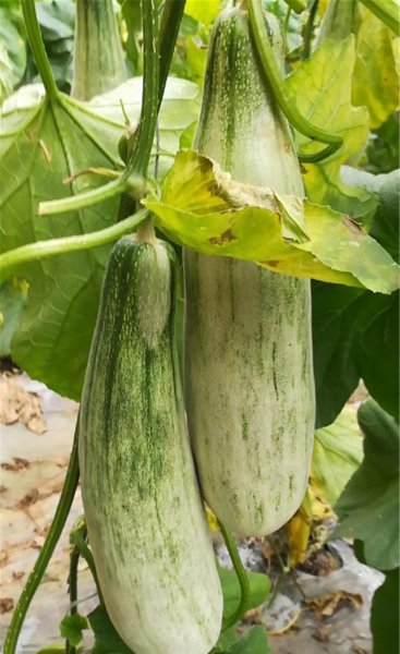 羊角蜜几月份种植最好