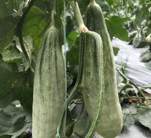 羊角蜜几月份种植最好