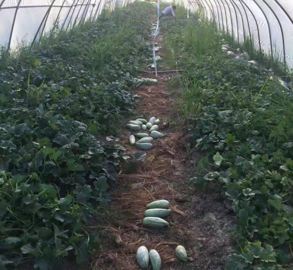 羊角蜜几月份种植最好