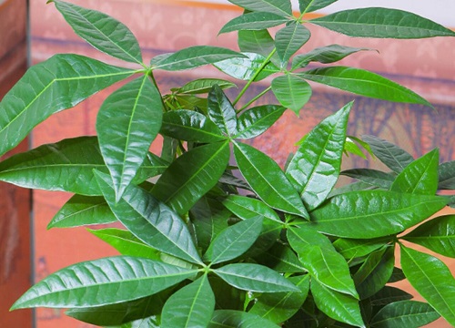 招财树冬天怎么养护