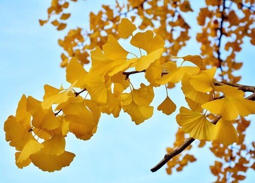 银杏是落叶还是常绿树