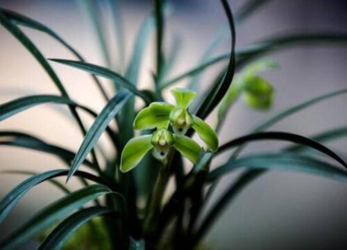 入户门正对放兰花好吗