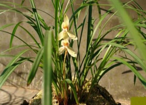 入户门正对放兰花好吗