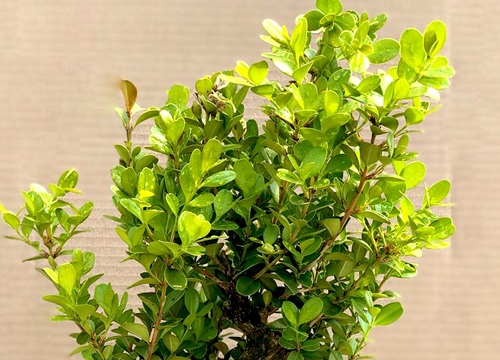 大叶黄杨一年能长多高