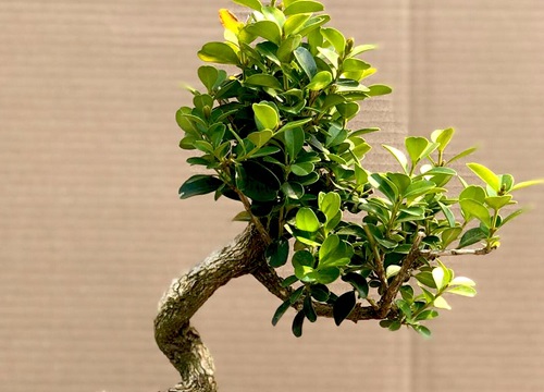 大叶黄杨一年能长多高