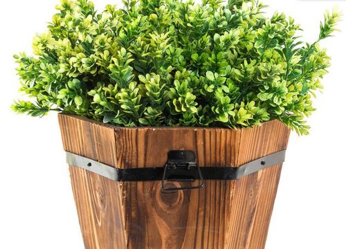 大叶黄杨一年能长多高