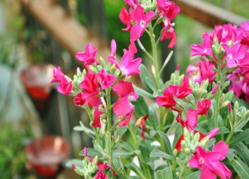 紫罗兰花什么时候开花