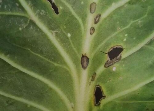 甘蓝病虫害防治技术与方法措施