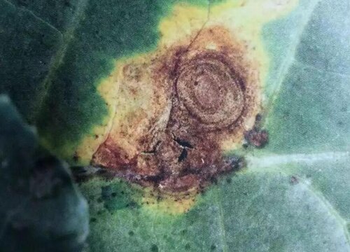 甘蓝病虫害防治技术与方法措施