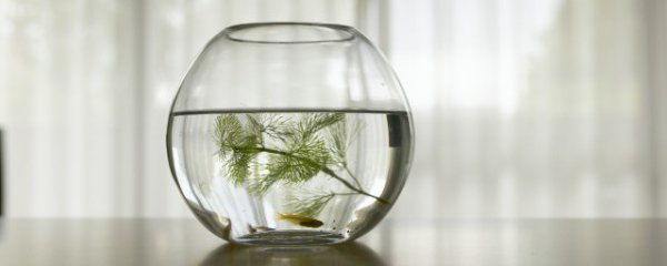 鱼缸放在卧室可以吗