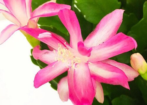 蟹爪兰叶片发软该如何养护