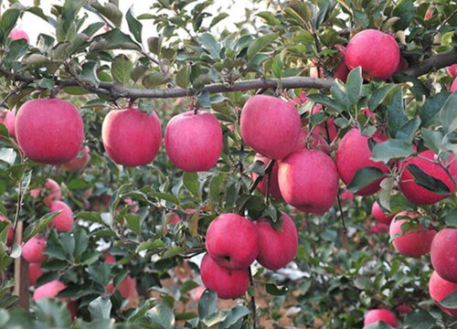 苹果树旺长不结果怎么办