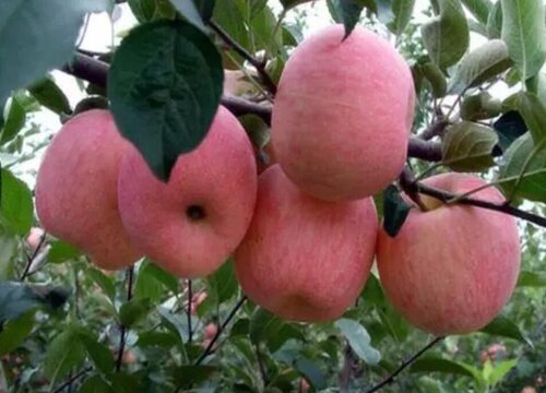 苹果树旺长不结果怎么办