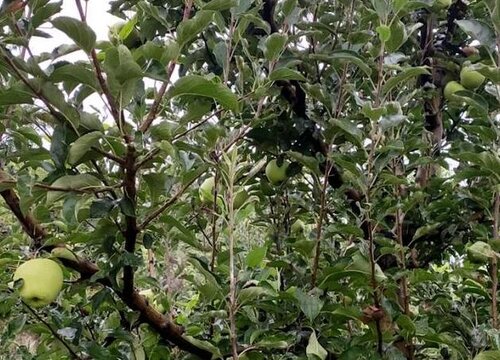 苹果树旺长不结果怎么办