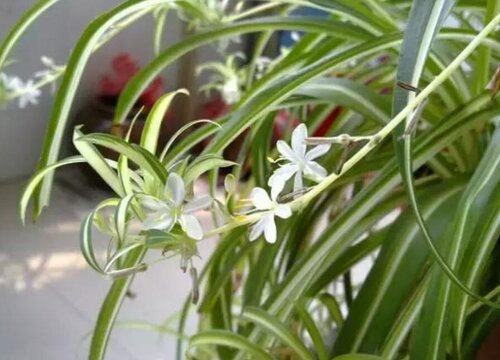 冬天如何养护君子兰、吊兰安全过冬