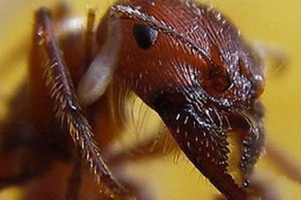 世界十大最毒的虫子图片