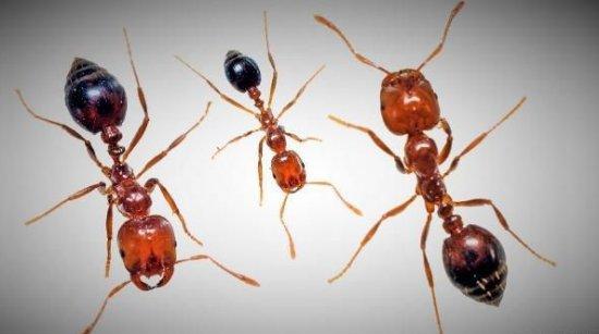 世界十大最毒的虫子图片