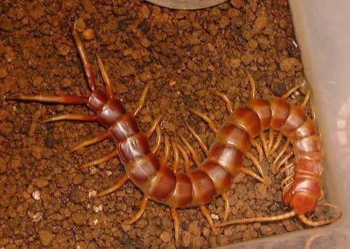 世界十大最毒的虫子图片