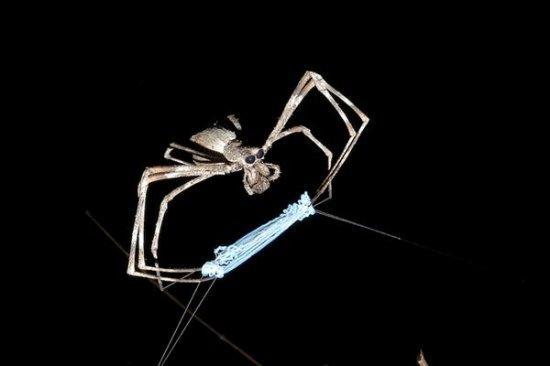 世界十大最毒的虫子图片