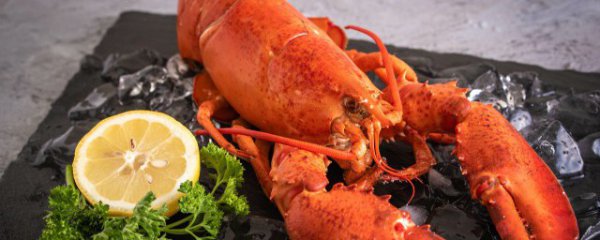 钓龙虾用什么饵料