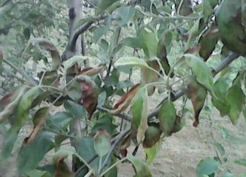 苹果树喜水还是喜旱