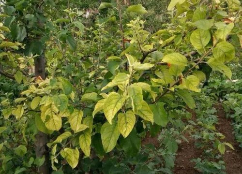 苹果树喜水还是喜旱