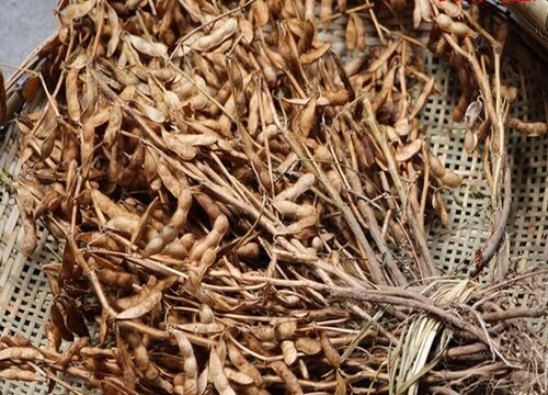 黄豆的生长过程