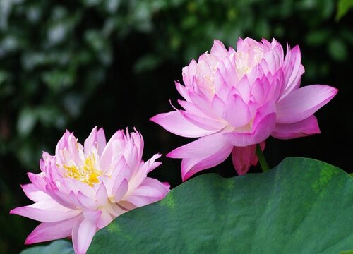 家里养荷花风水禁忌
