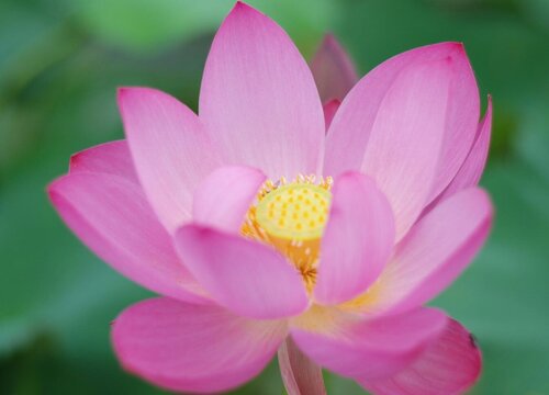 家里养荷花风水禁忌