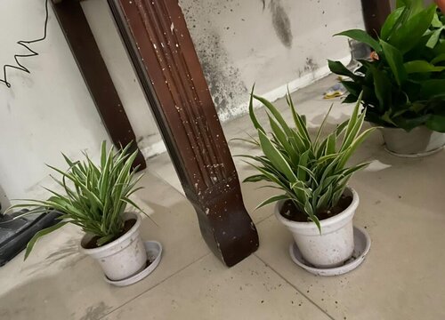 吊兰能不能晒太阳