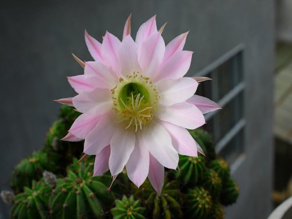 仙人球用什么土种比较好