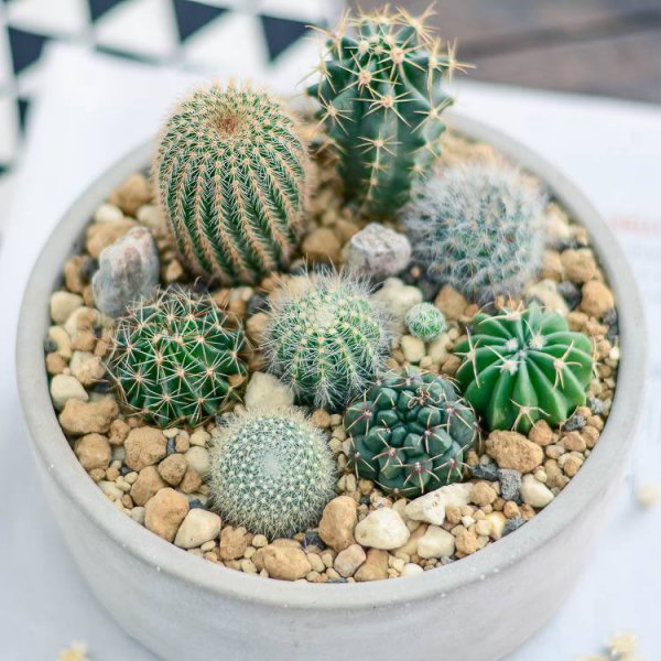 仙人球用什么土种比较好