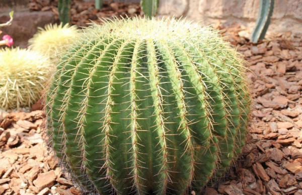 仙人球用什么土种比较好