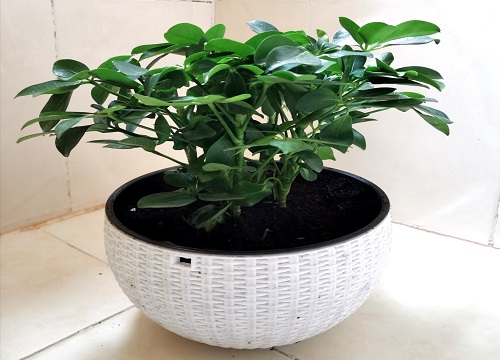 鸭掌木如何促新芽