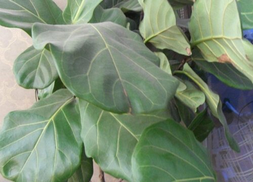 琴叶榕夏天怎么养护生长旺盛