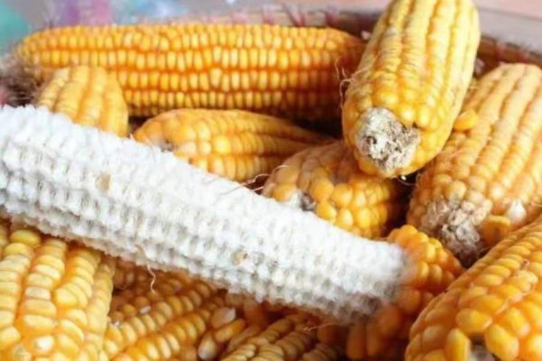 钓鲤鱼用什么打窝最好