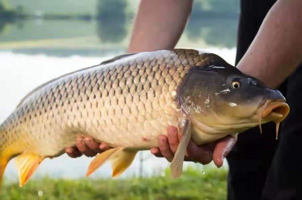 钓鲤鱼用什么打窝最好