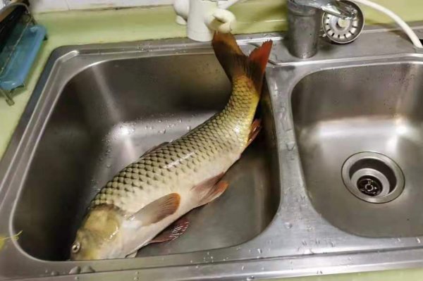 钓鲤鱼用什么打窝最好