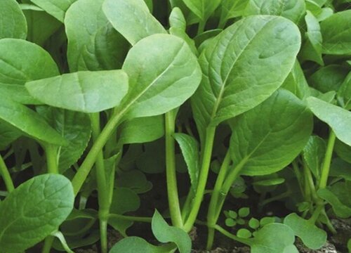 青江菜是油菜吗