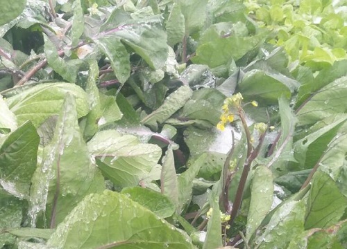 青江菜是油菜吗