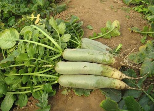 北方青萝卜什么时候种植最好