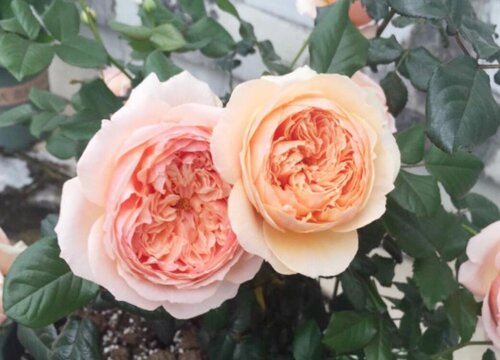 买回来开花的植物怎么养