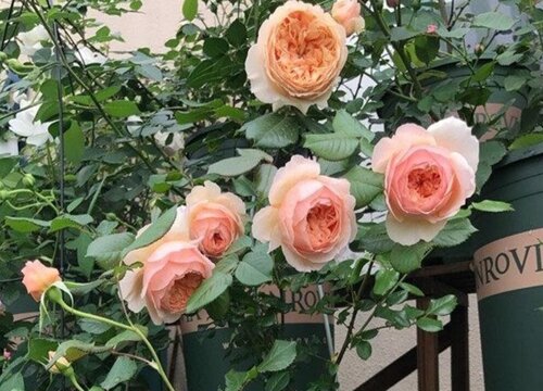 买回来开花的植物怎么养