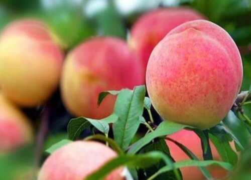平谷大桃哪个品种最好吃